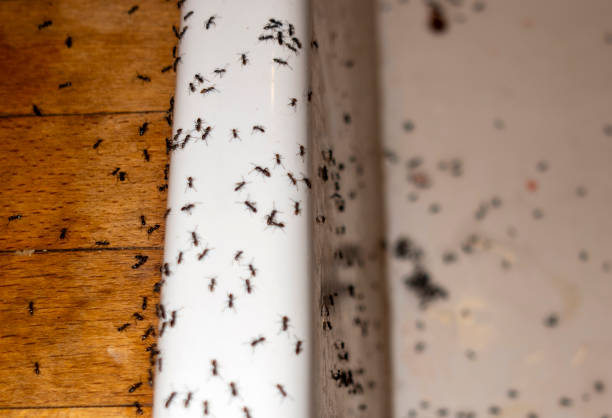 Best Wasp Removal Services  in Englishtown, NJ