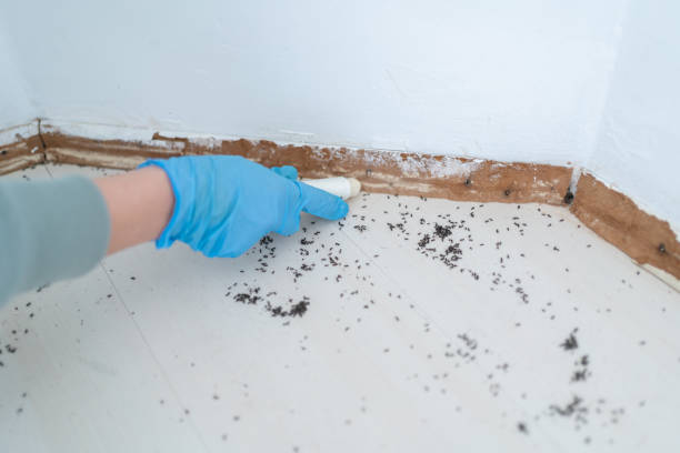 Flea Control Services in Englishtown, NJ